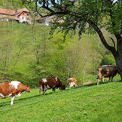 Glückliche Kühe auf der saftigen Weide