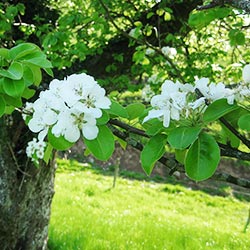 Apfelblüte im Frühling