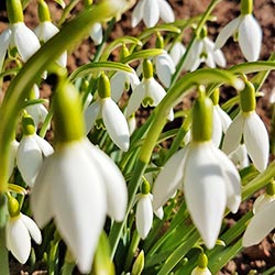 Die ersten Schneeglöckchen begrüßen den Frühling