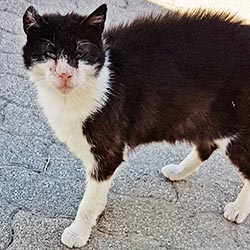 Katze Paula