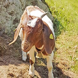 Ziege Leni